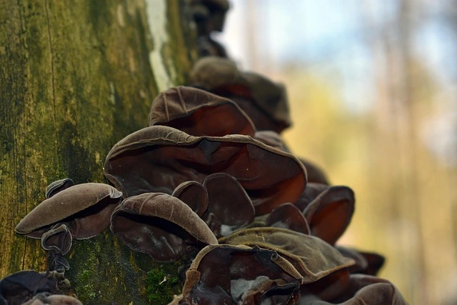 Budidaya Jamur Kuping sebagai Peluang Usaha