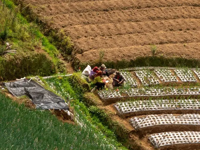Karakteristik Lahan Gambut dan Pengelolaannya